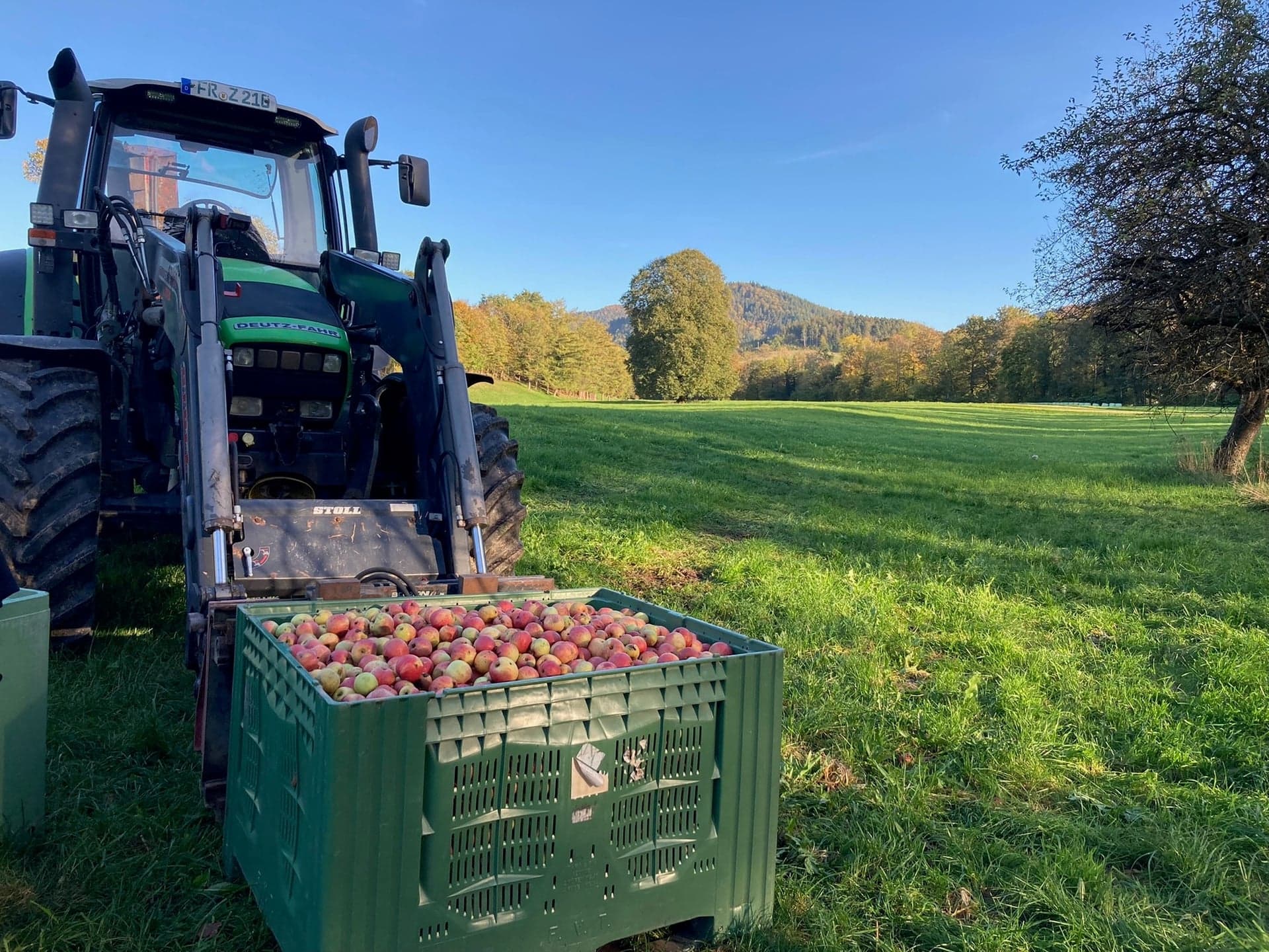 Deutz-Traktor mit einer Großkiste voller Äpfel auf der Streuobstwiese im Herbstlicht