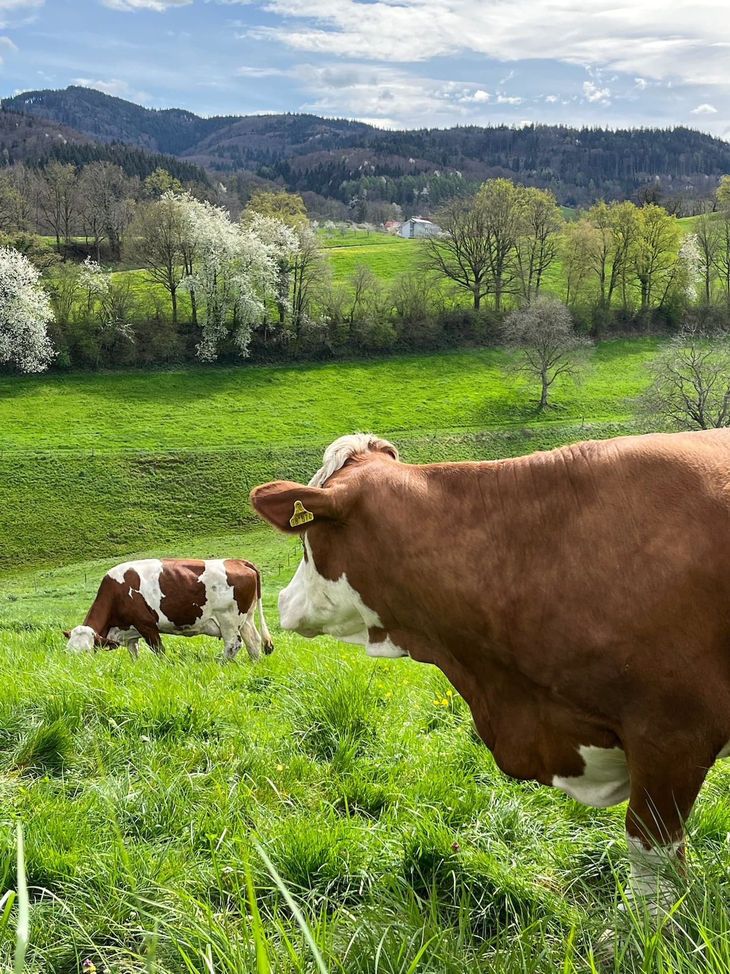 Grüne Hügel mit Kirschblüten und Bergen im Hintergrund
