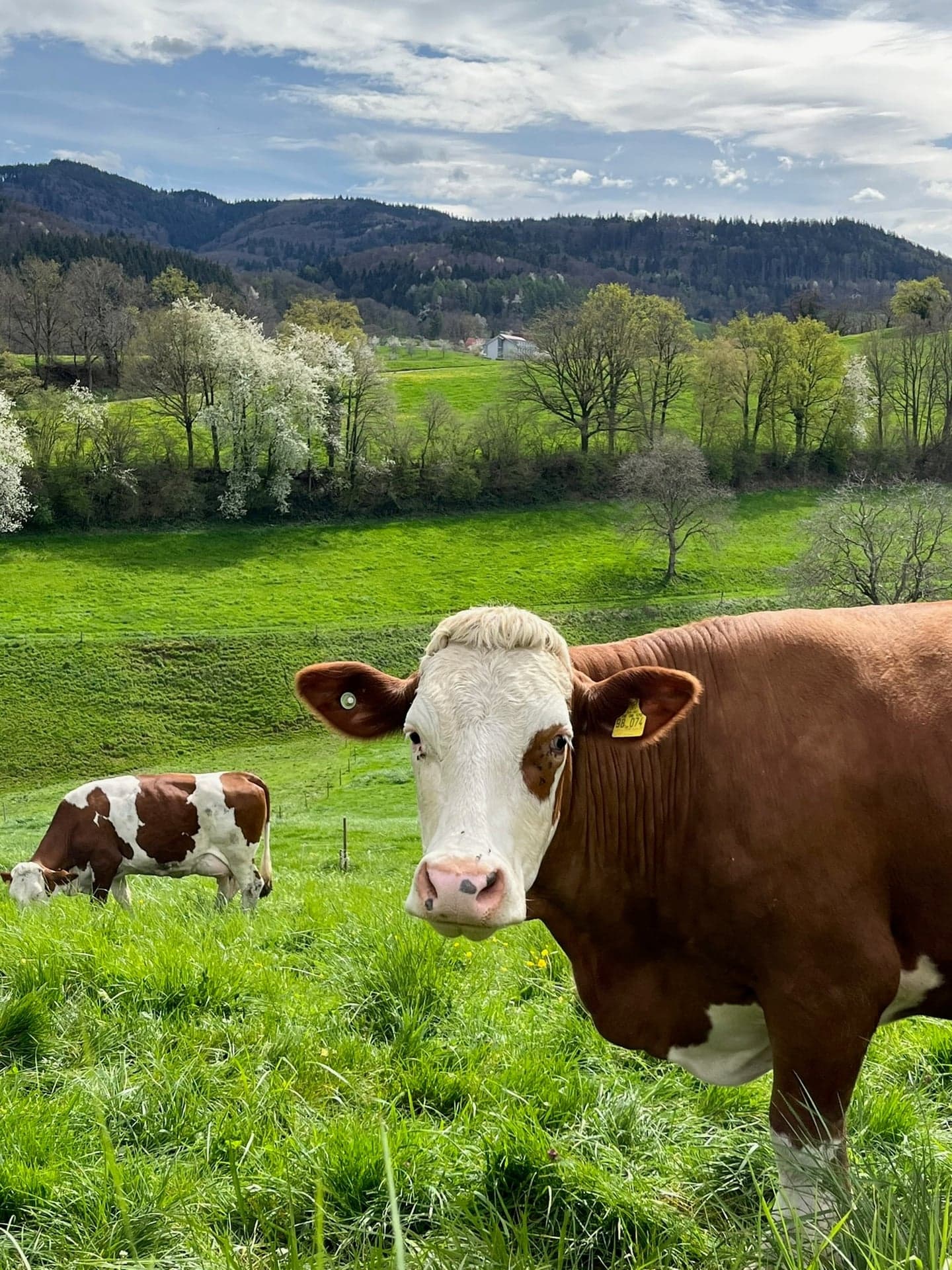Fleckvieh auf der Frühlingsweide, eine Kuh schaut in die Kamera, dahinter blühende Bäume und die Hügel des Dreisamtals