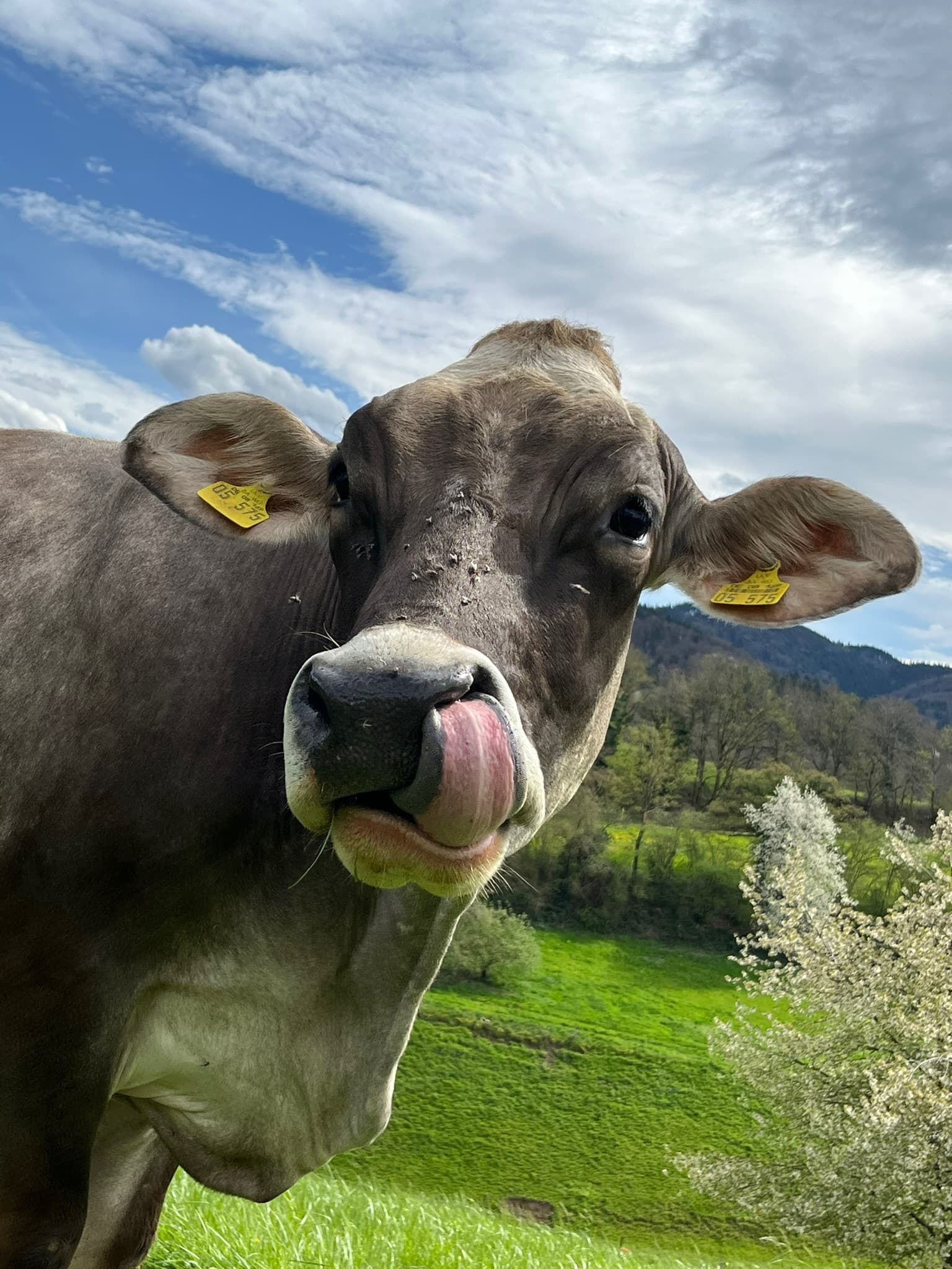 Holzzaun im Morgentau