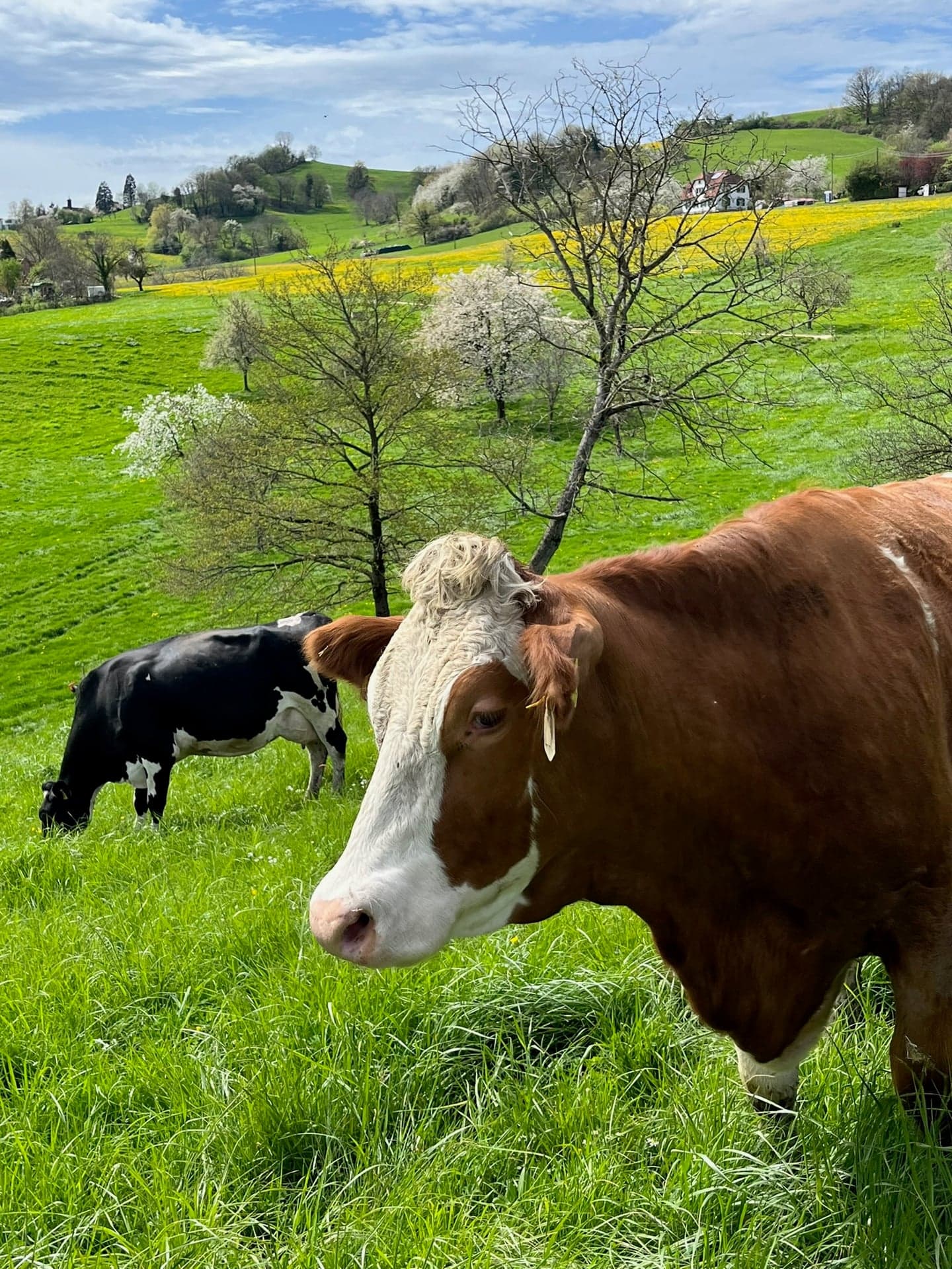 Bach durch die Wiese