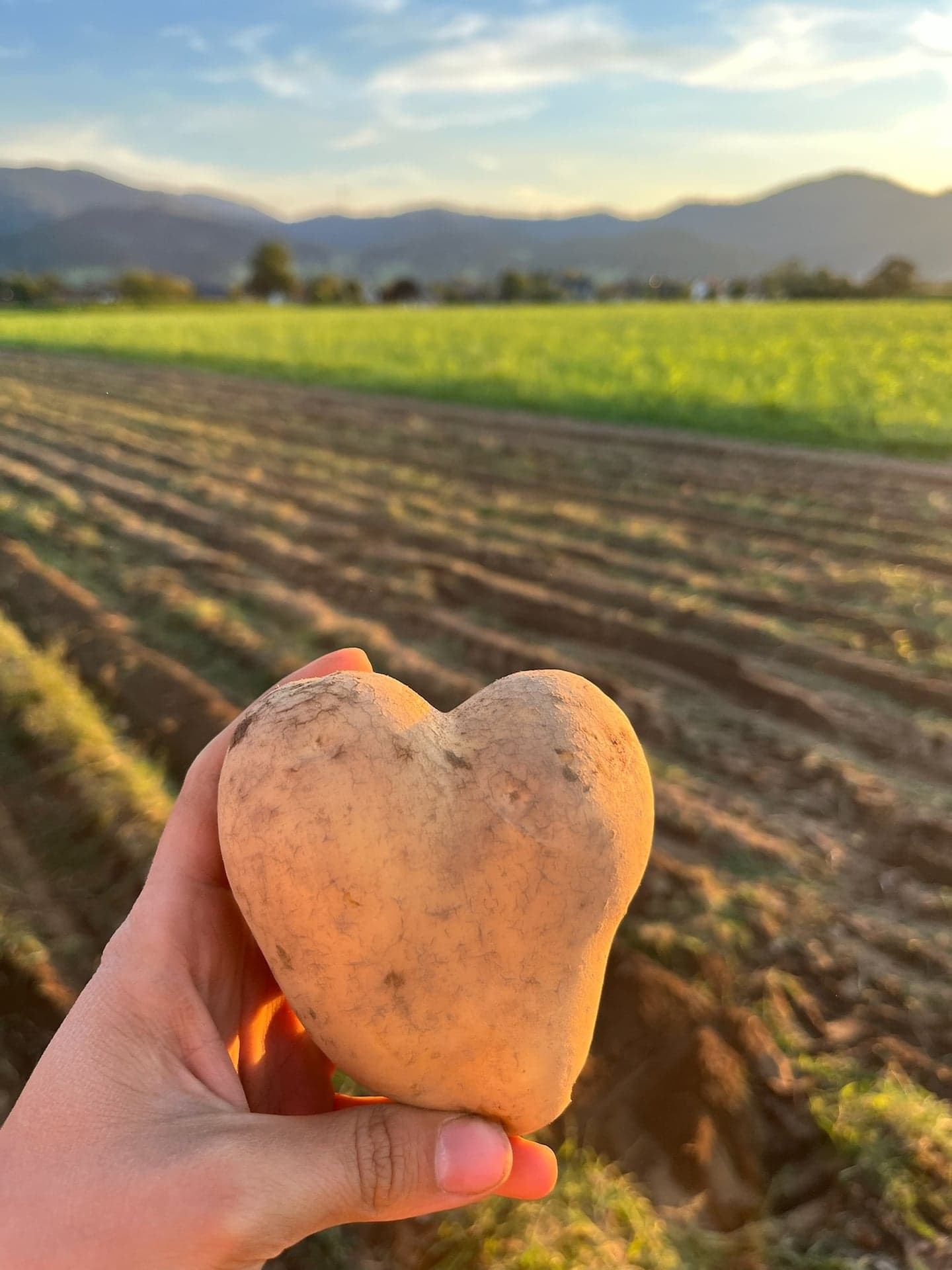 Herzförmige Kartoffel in der Hand, dahinter Ackerfurchen in der Abendsonne