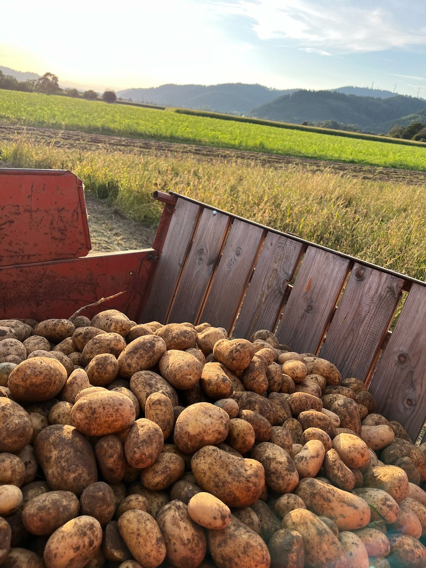 Kartoffelernte auf dem Feld